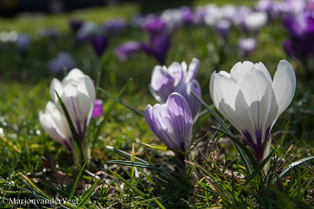 't Voorjaar ontluikt