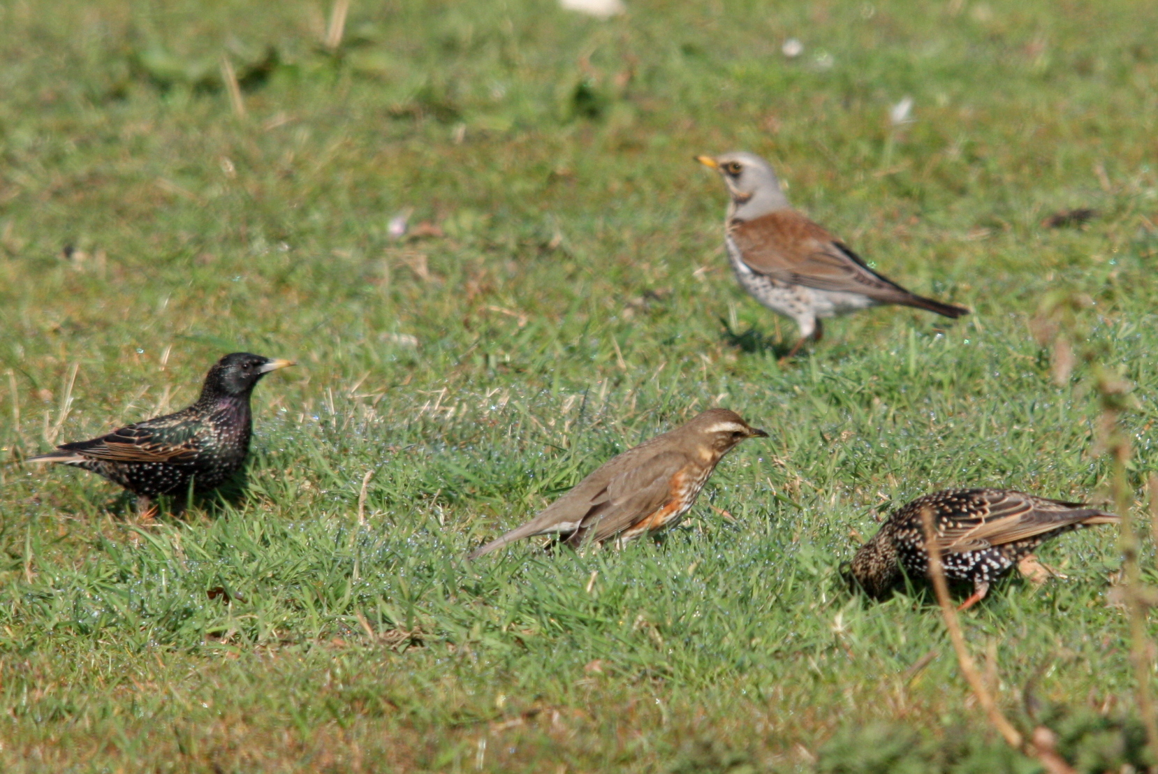 Vogelvaria