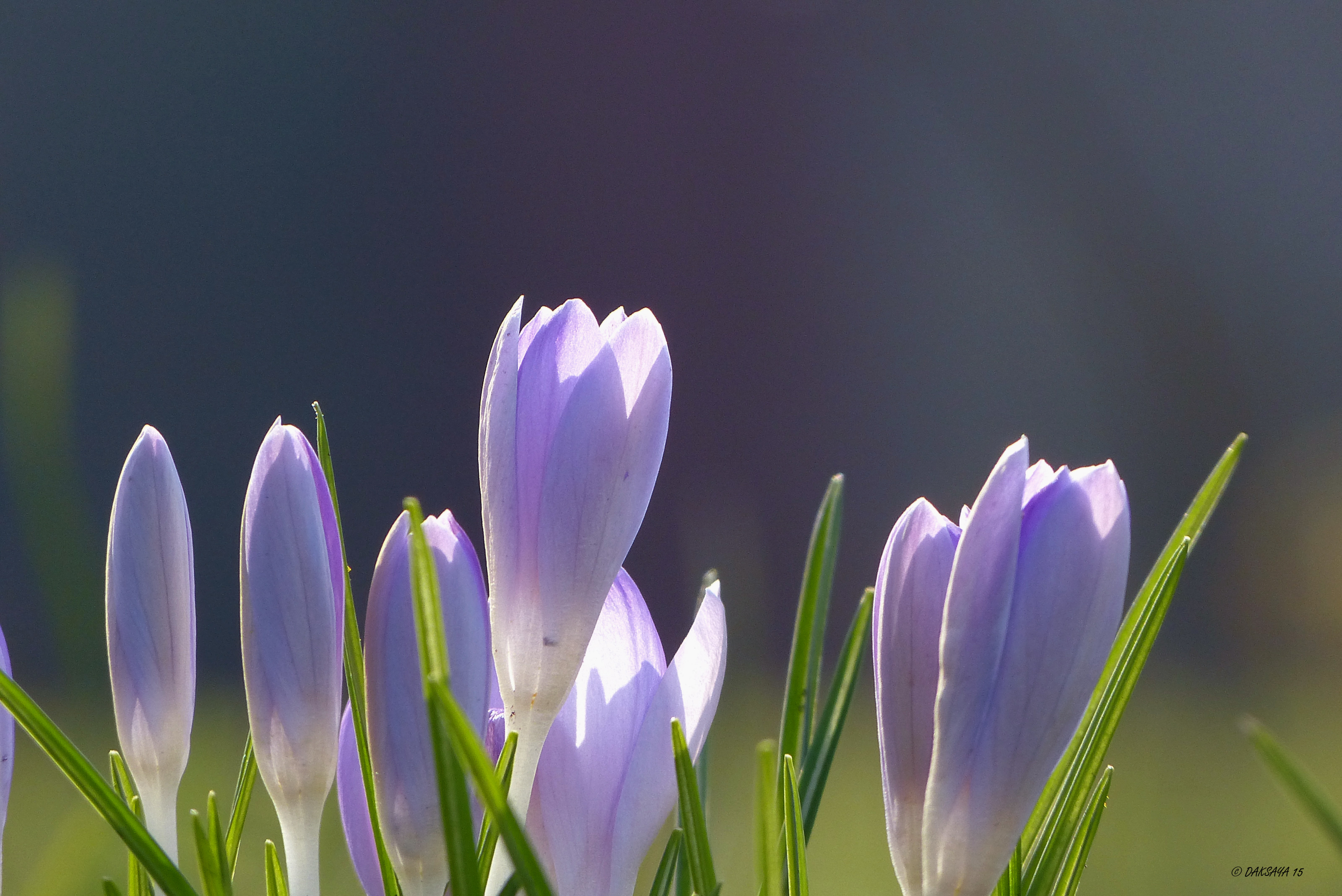 Paarse lente