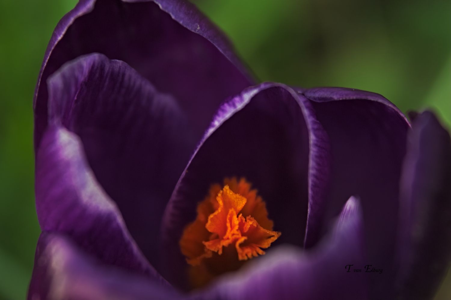 Krokus2