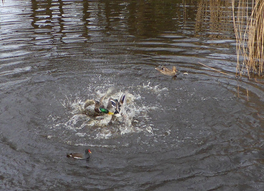 Vechten om een vrouwtje