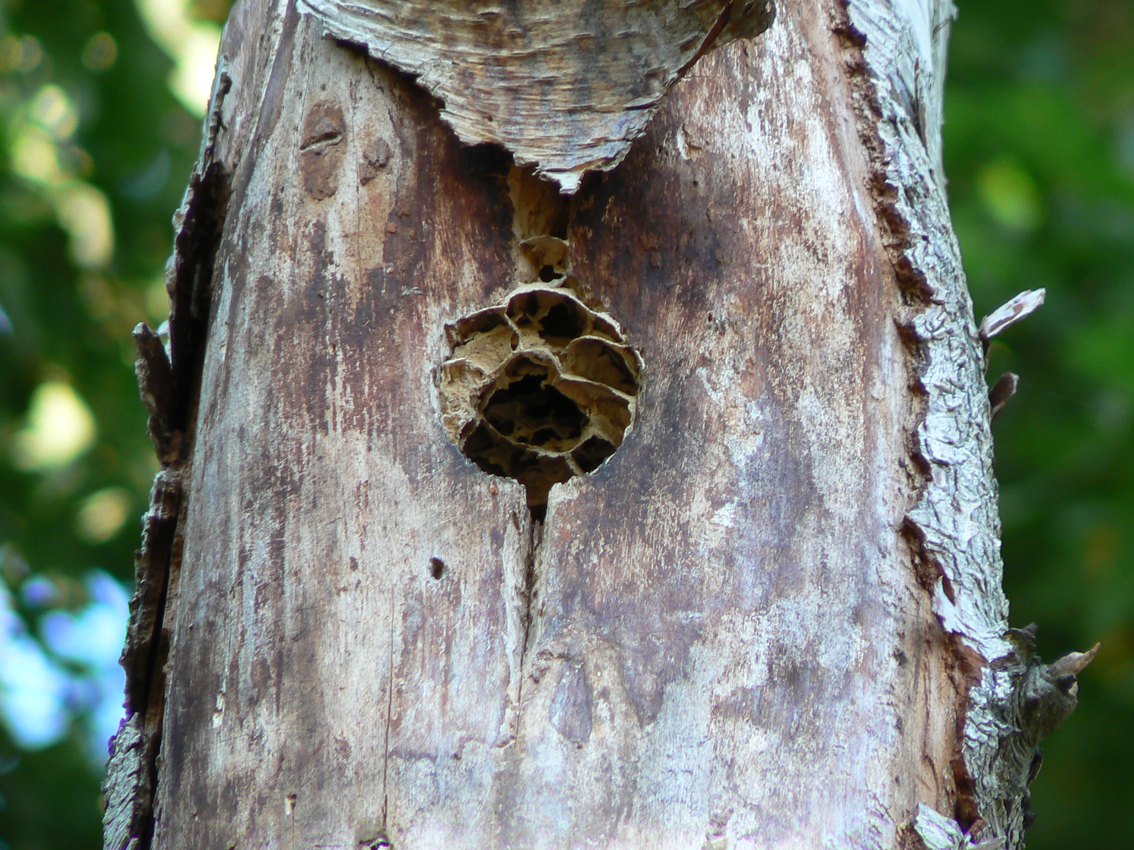 nest in boom