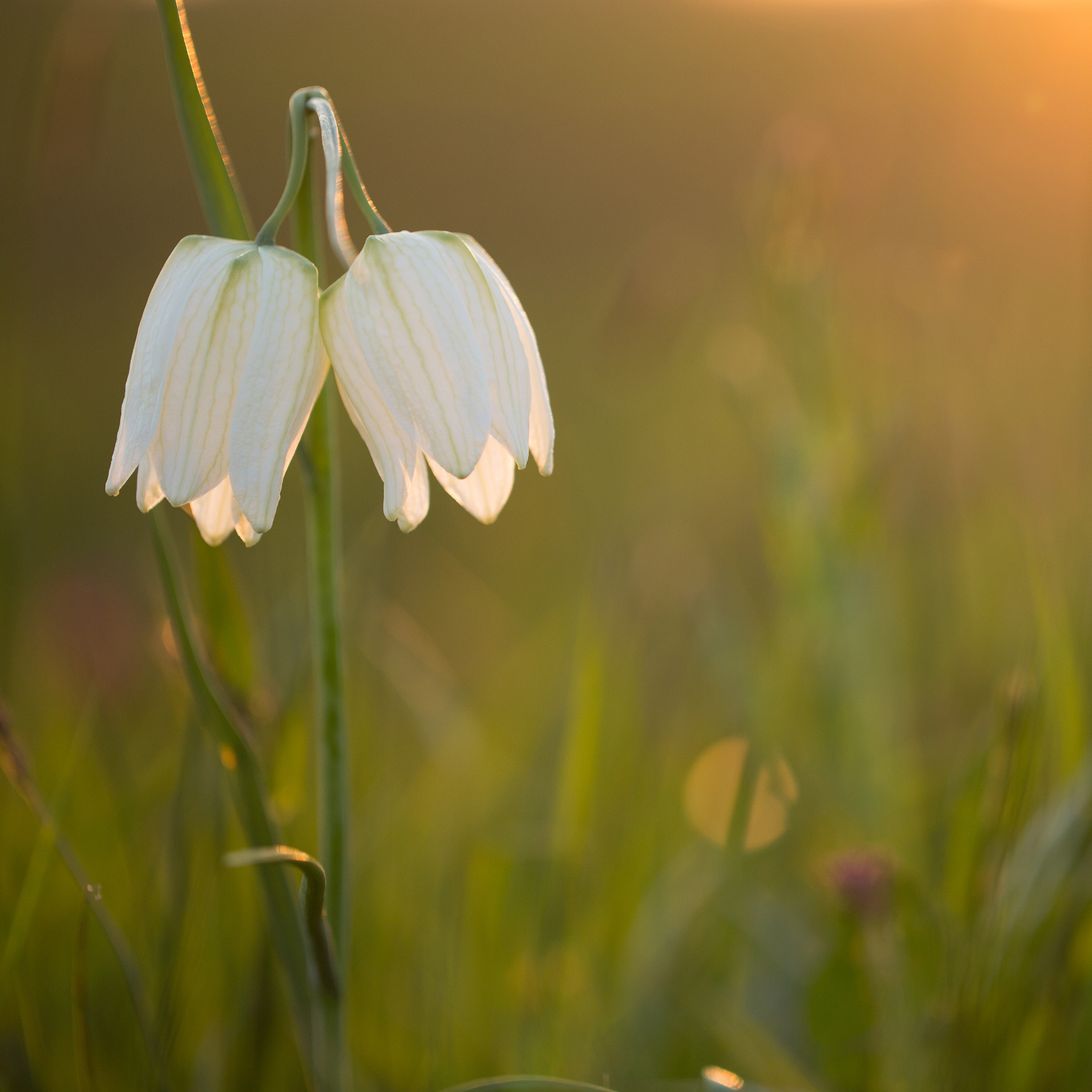 dubbele kievitsbloem