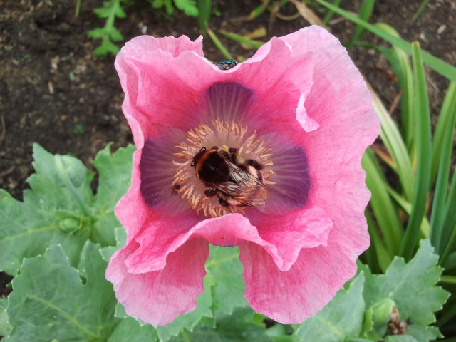 Hommel in bloem