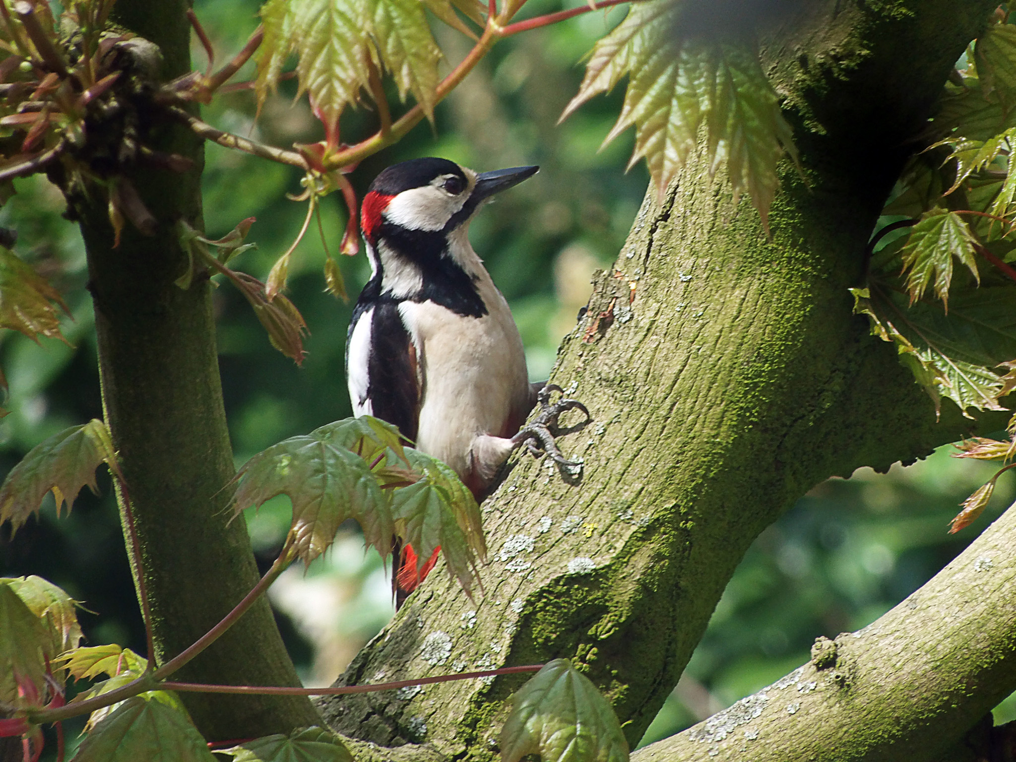 Spechtman in actie...