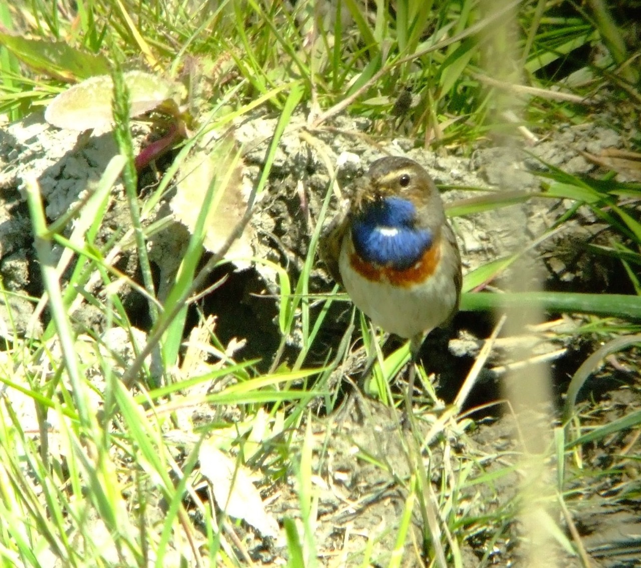 Blauwborst