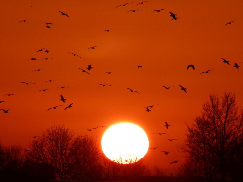 vogels