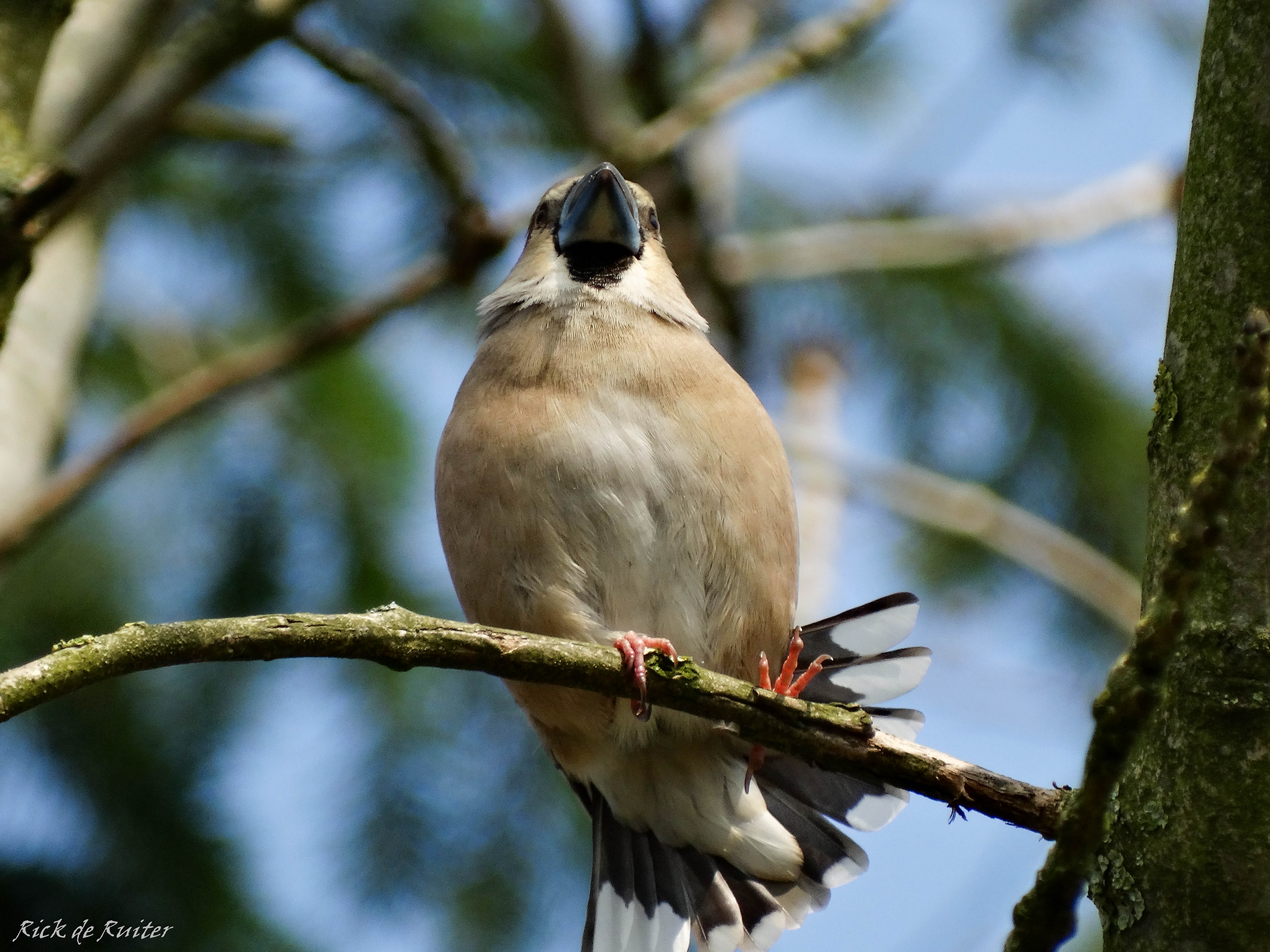 Appelvink