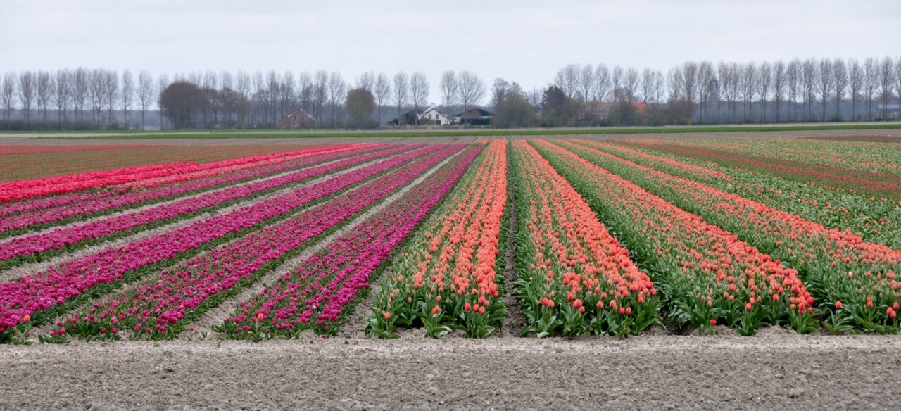 Tulpenvelden