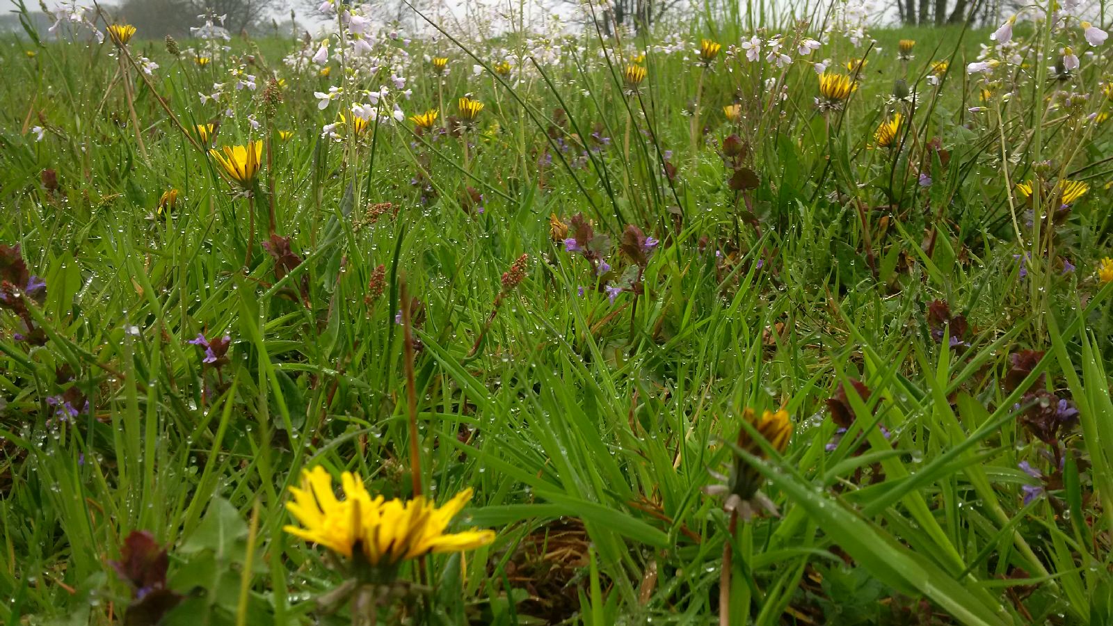 Aan de Vecht bij Beerze
