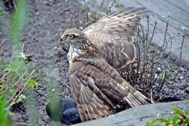 De wet van de natuur
