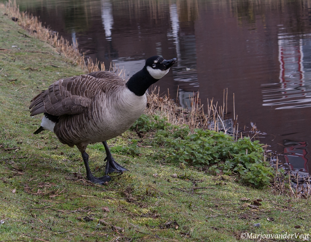 Wa jij ken, ken ik betah!