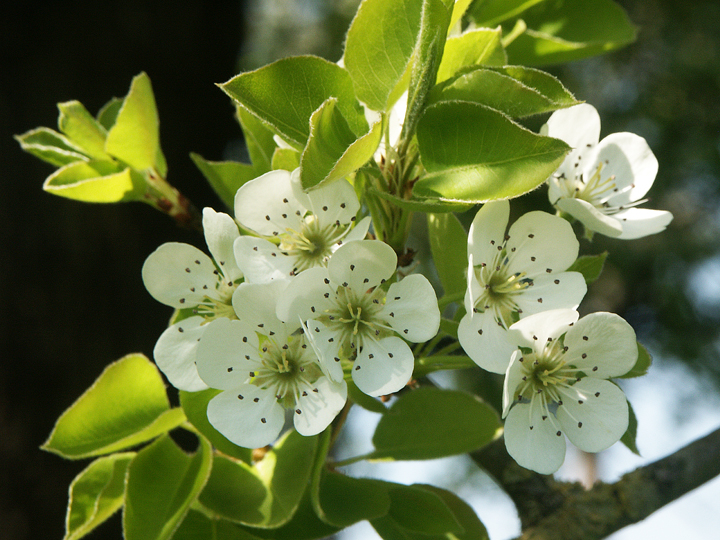 perenbloesem