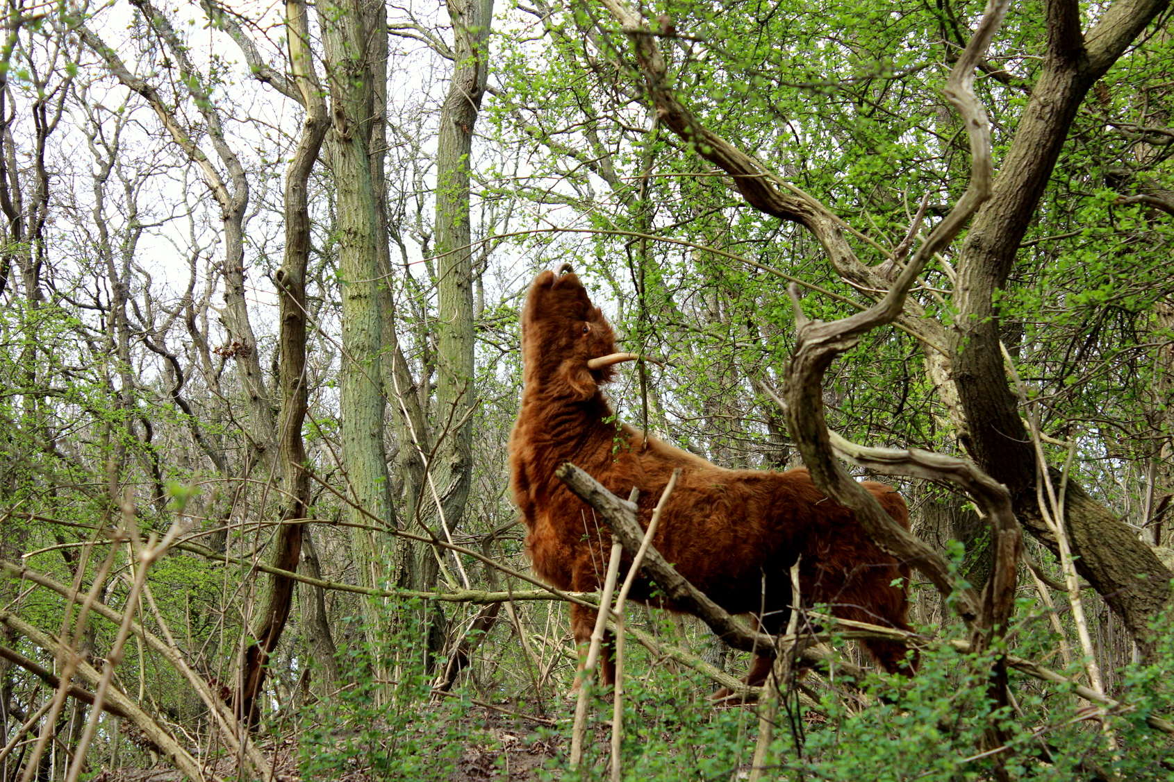 Schotse Hooglander