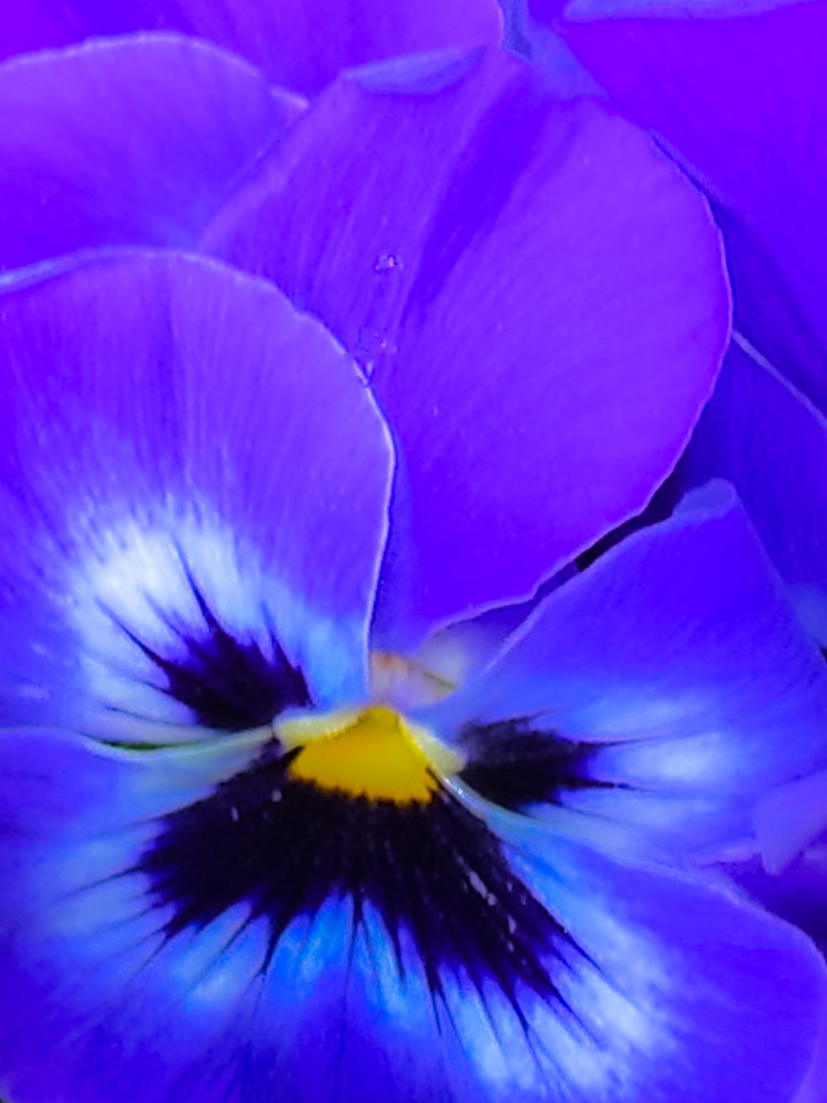 Het hart van het Viooltje