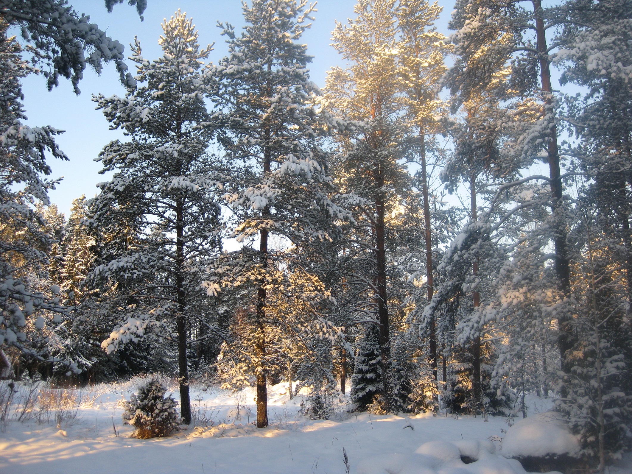 Gouden winter
