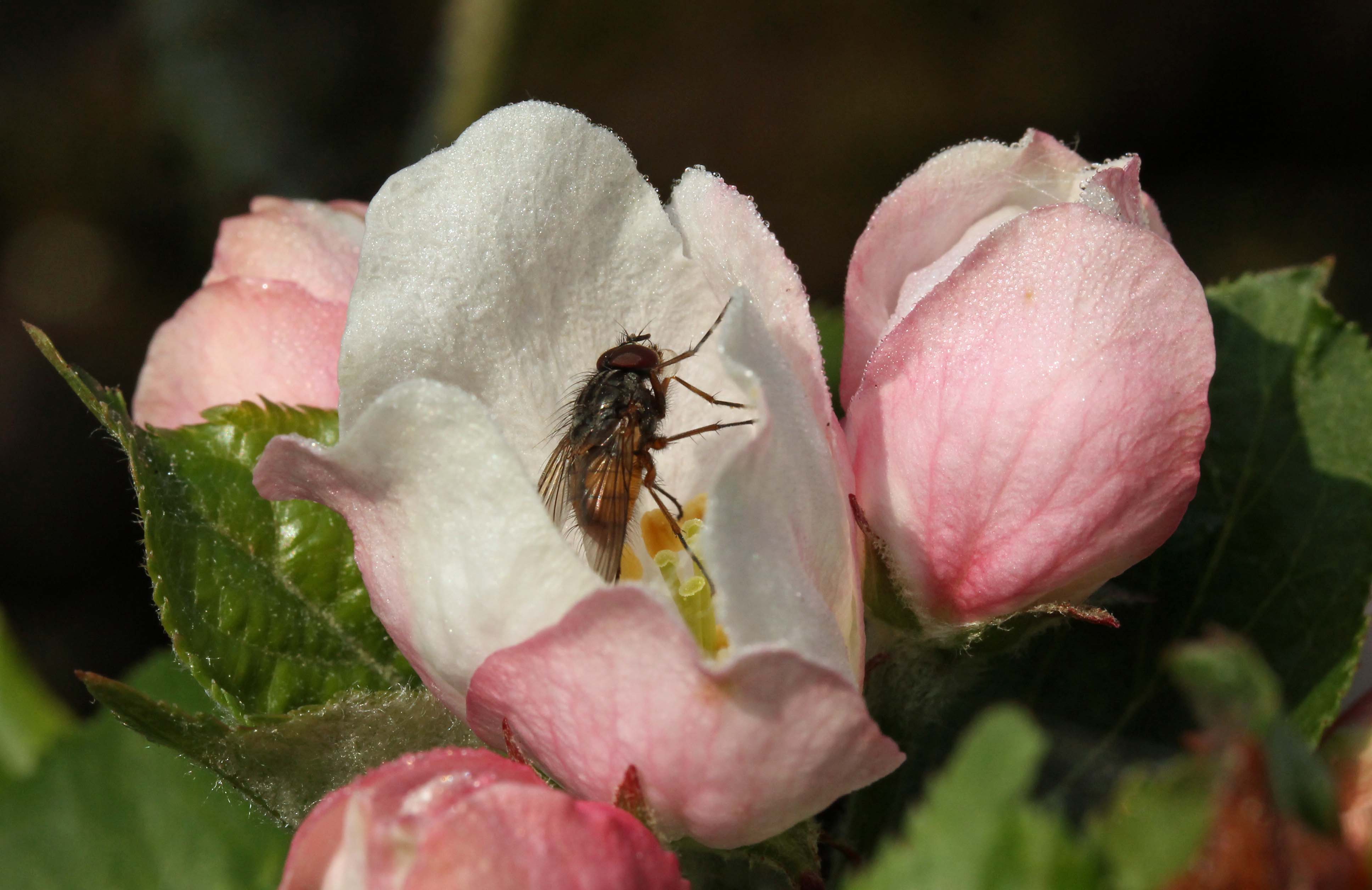 Vliegje geniet van appelbloesem