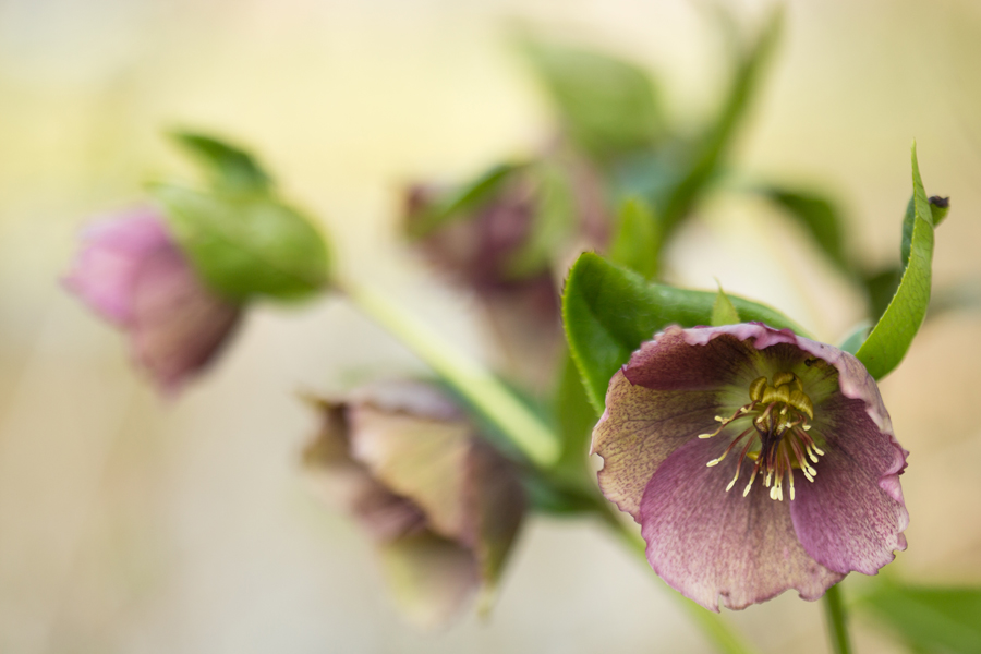helleborus