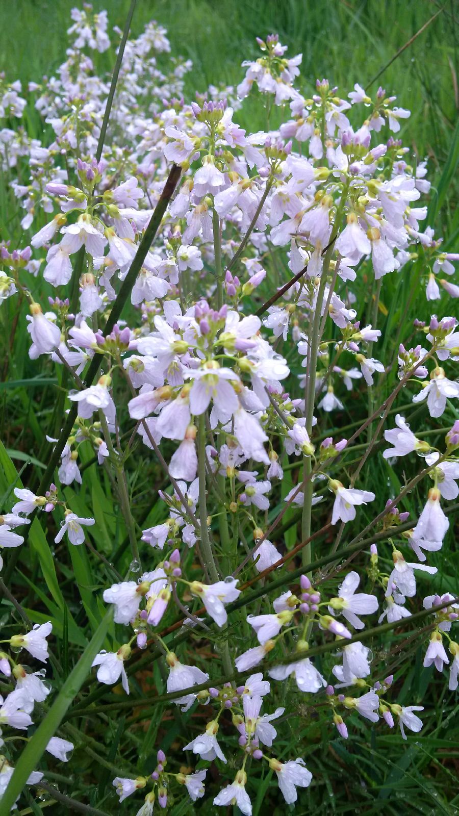 Aan de Vecht bij Beerze