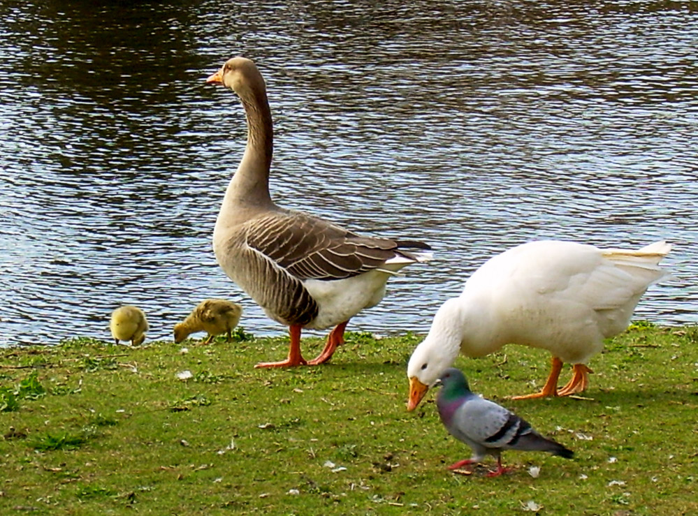 Familie Gans...