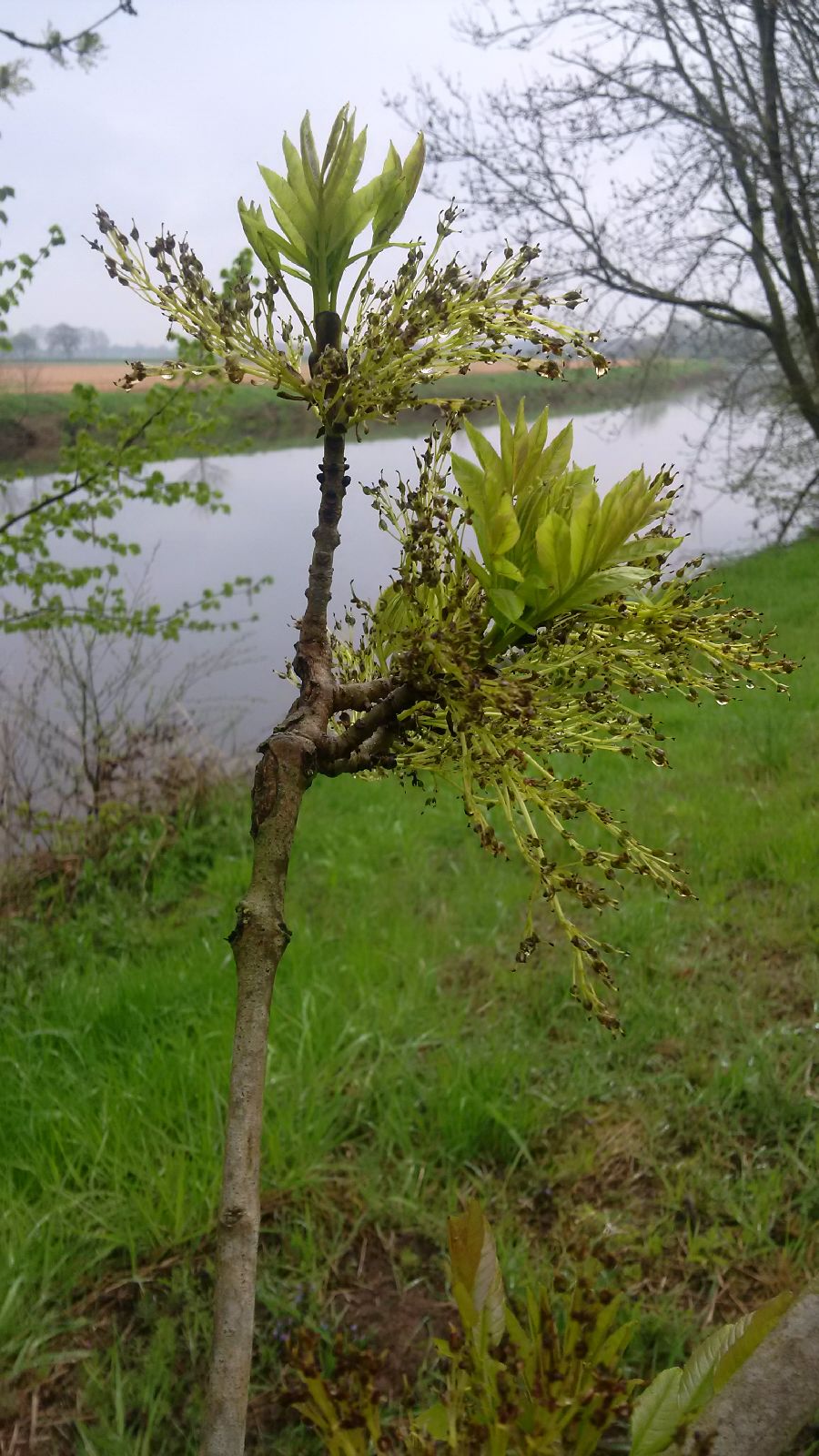 Aan de Vecht bij Beerze