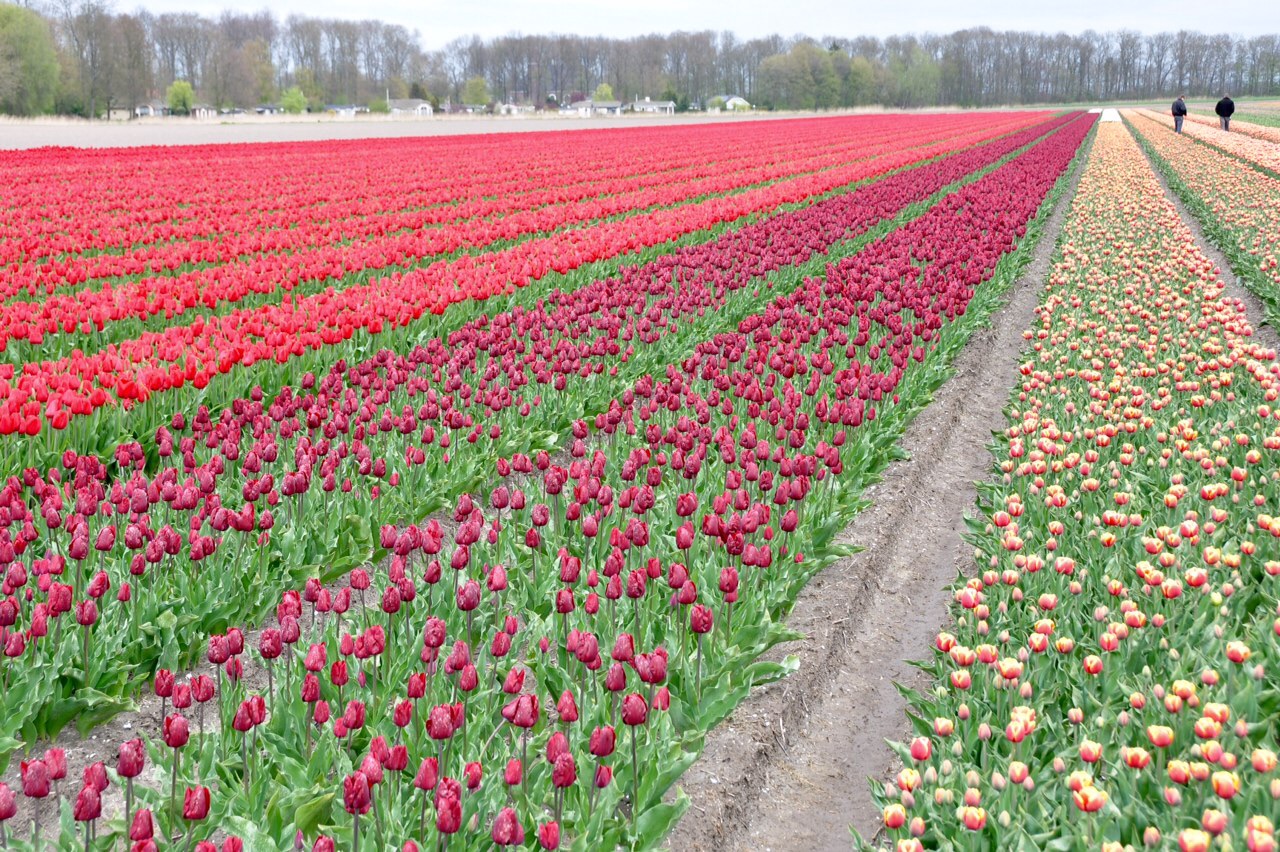 Tulpenvelden