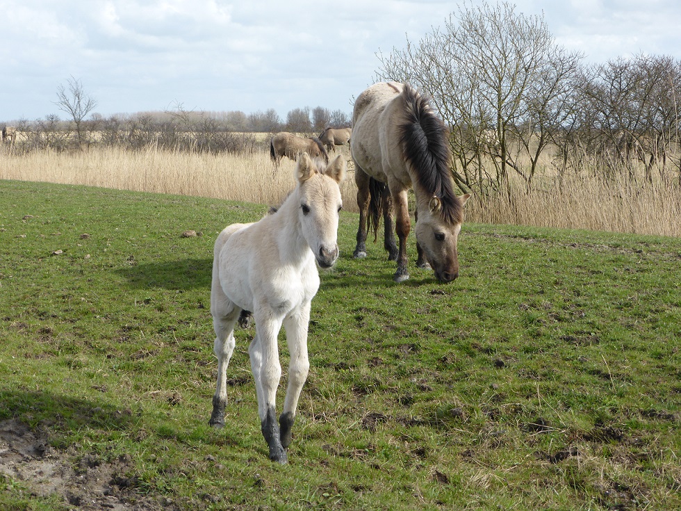 Heel nieuwsgierig veulen