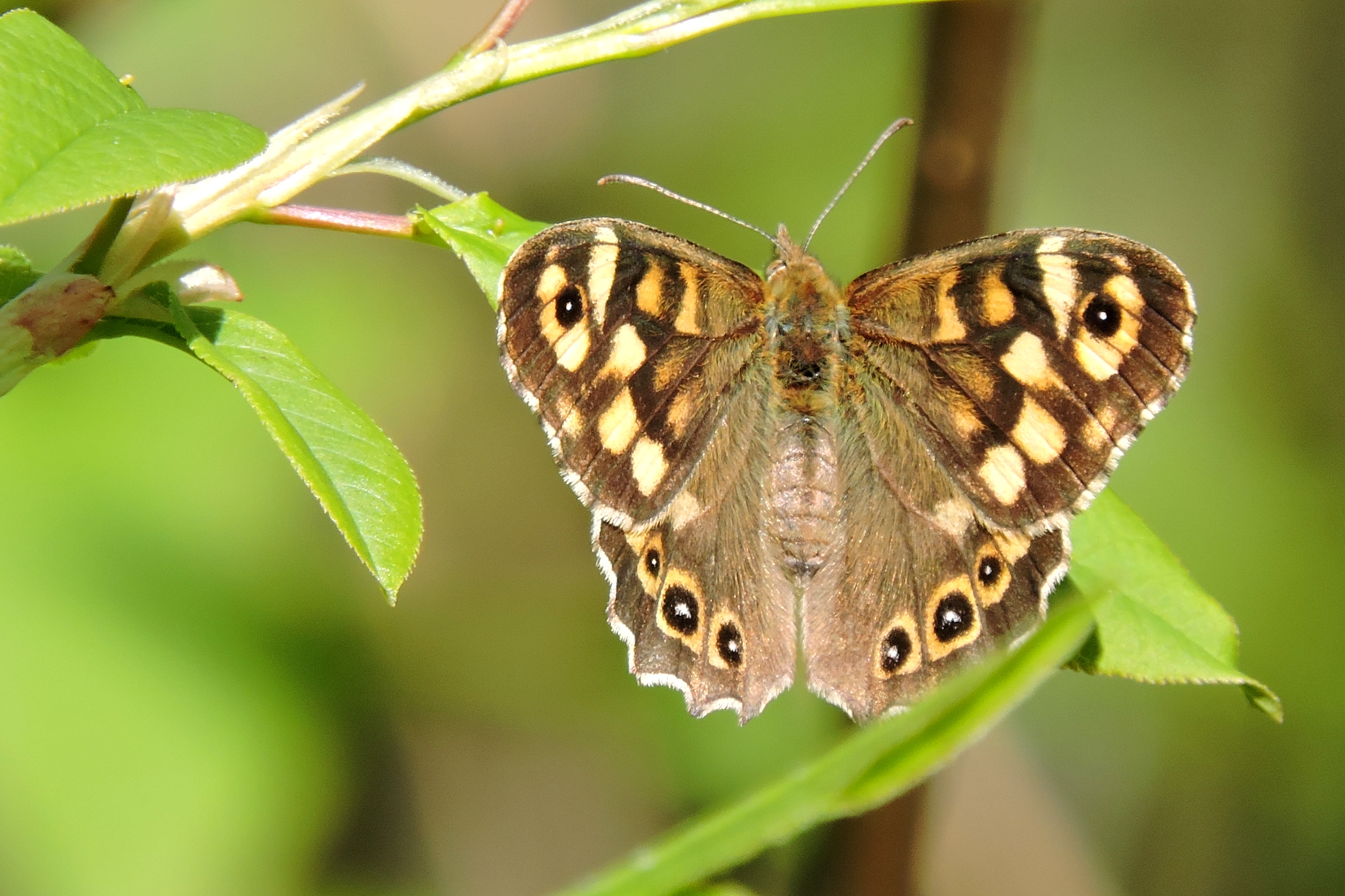 Liever groen dan bloem