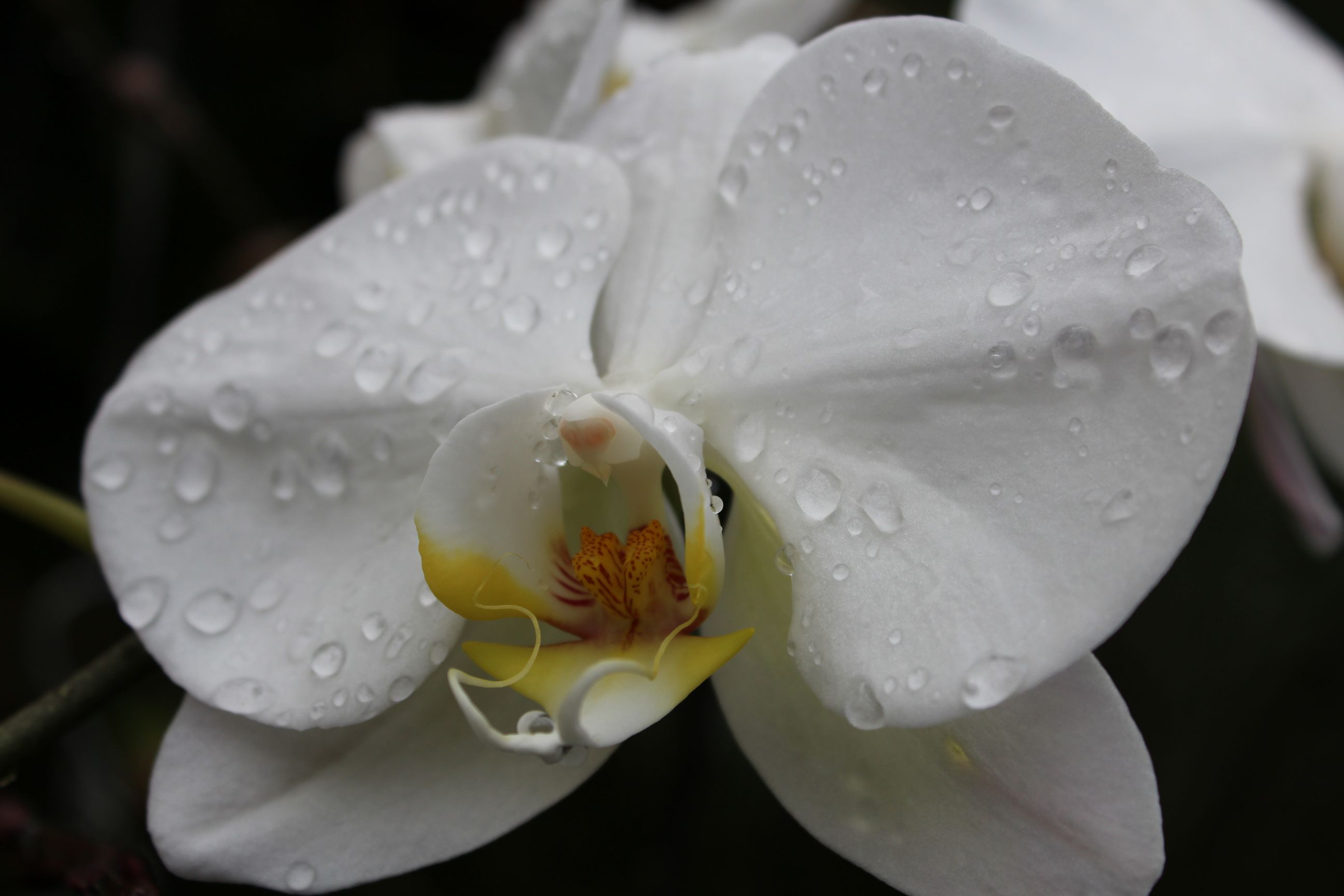 orchideeënhoeve