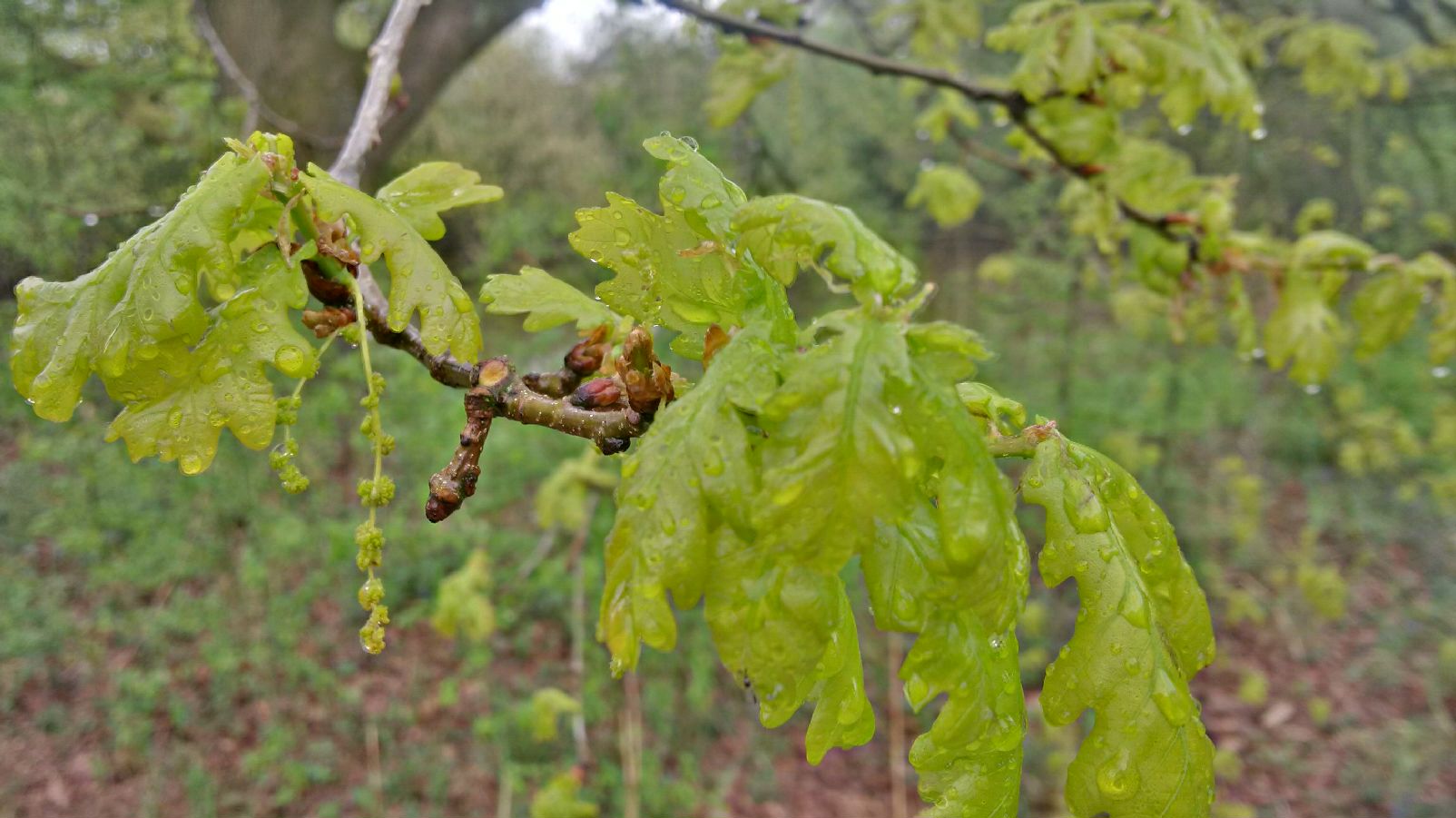 Bij de Vecht bij Beerze