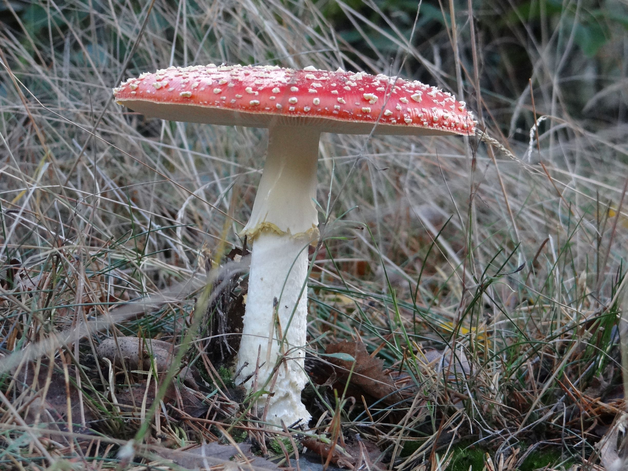 Op een rode paddenstoel...
