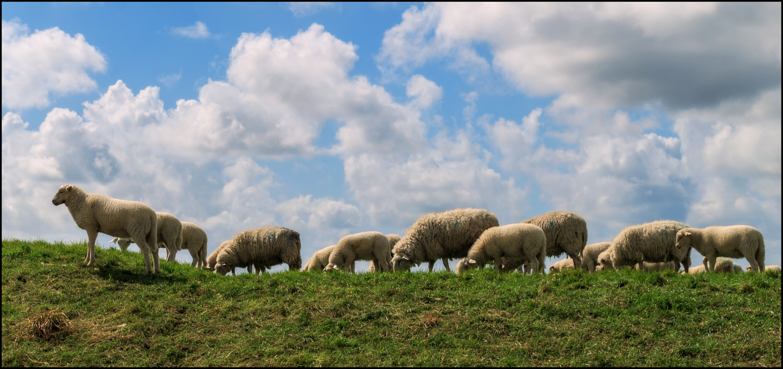 Schapen.