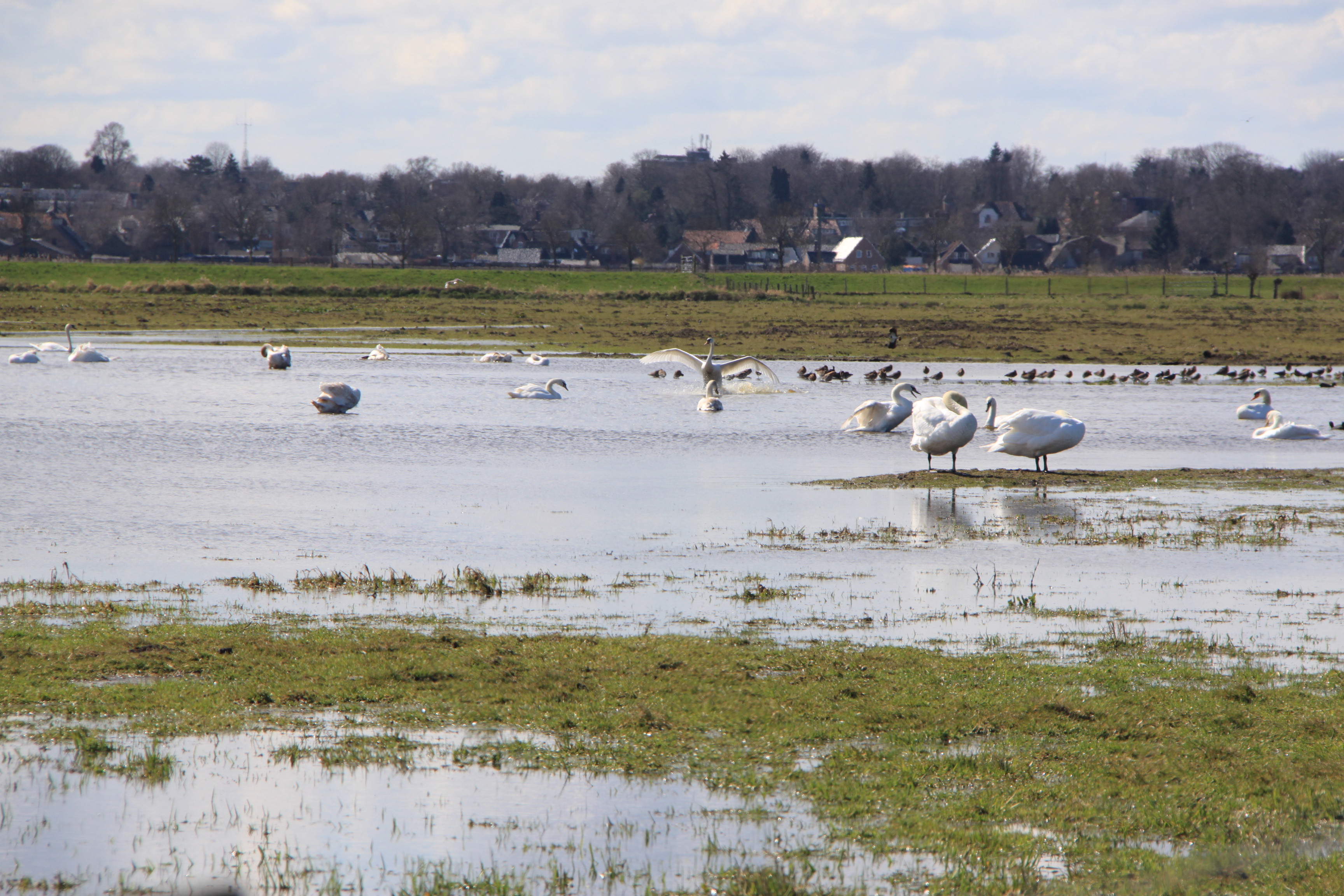 Knobbelzwanen en grutto's