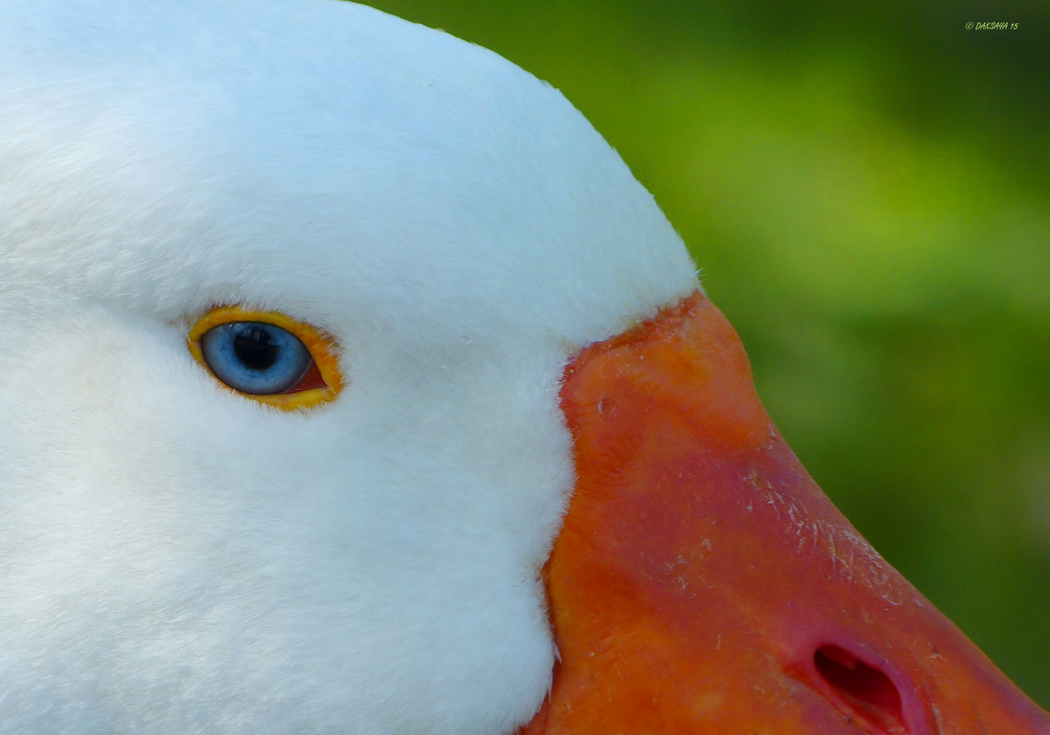 Blue eye