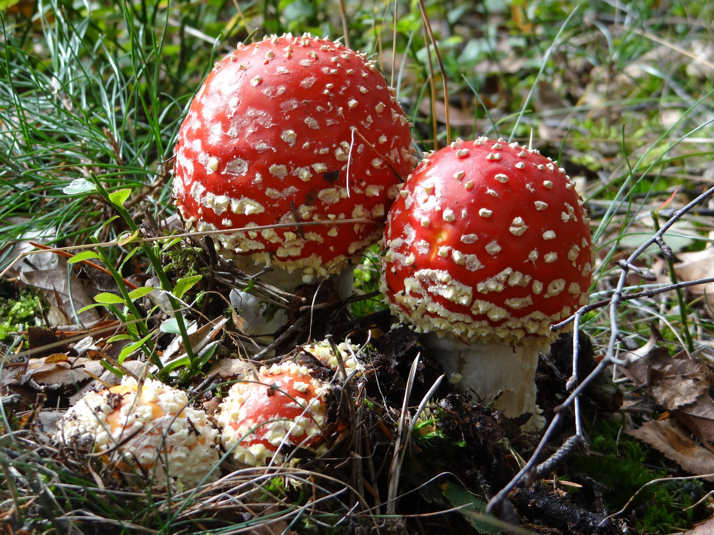 Rood met witte...