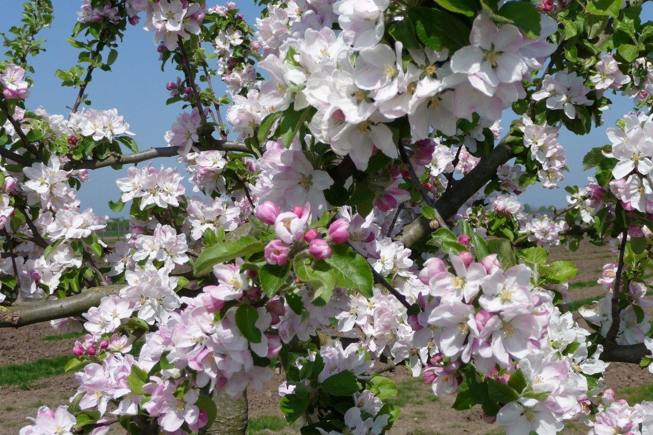 Appelbloesem