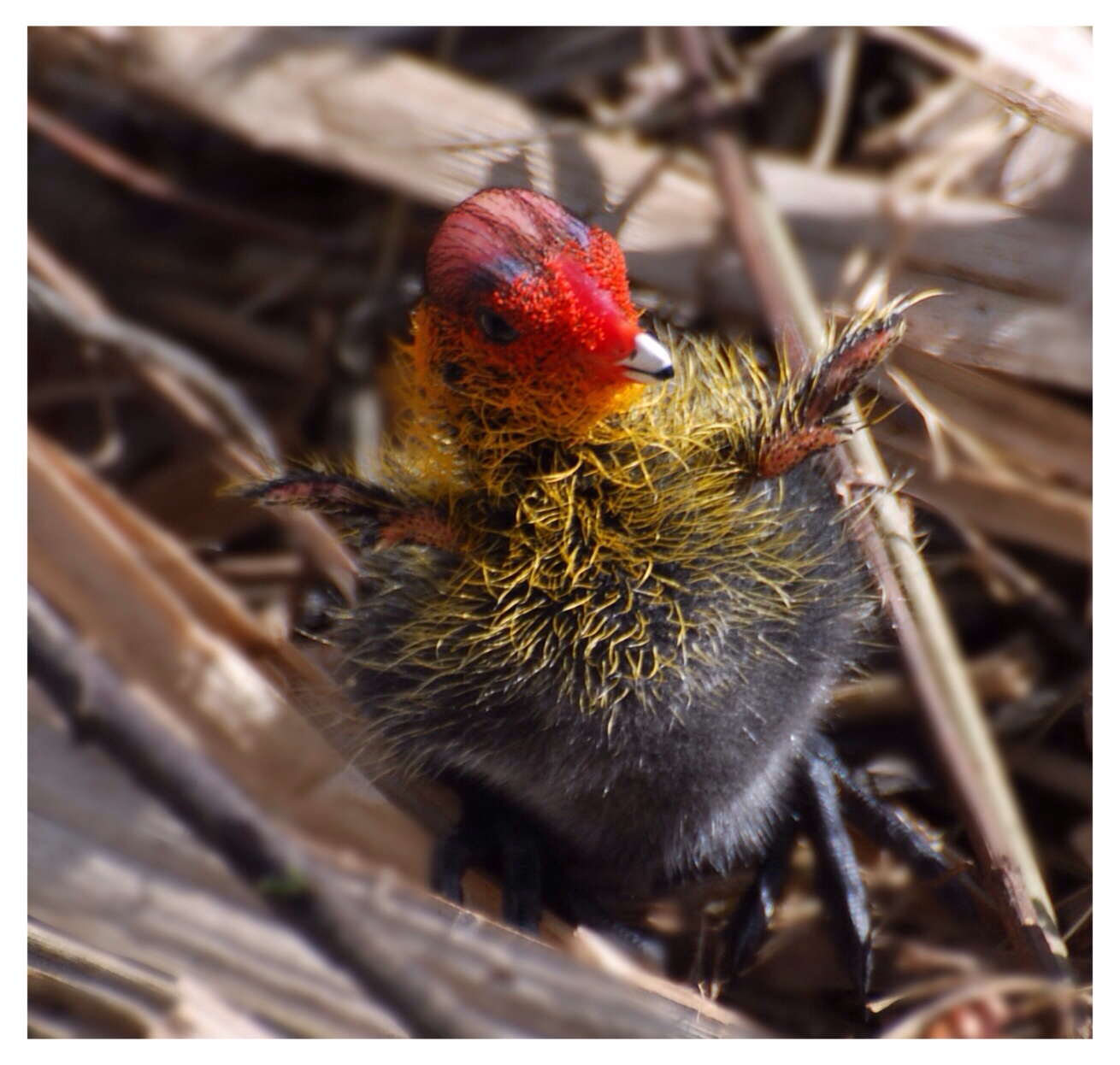 Hoi ik ben nog klein.