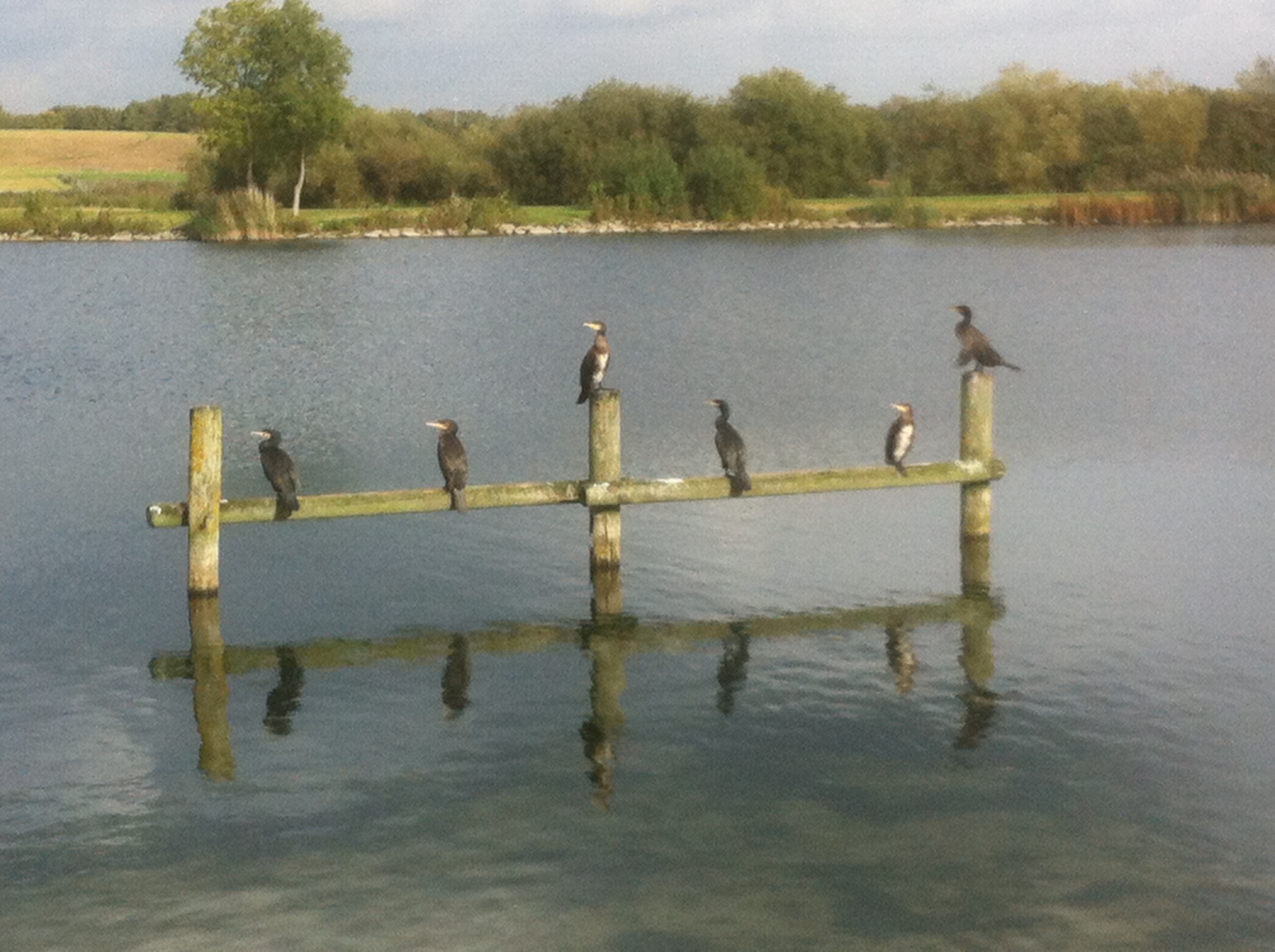 Aalscholvers