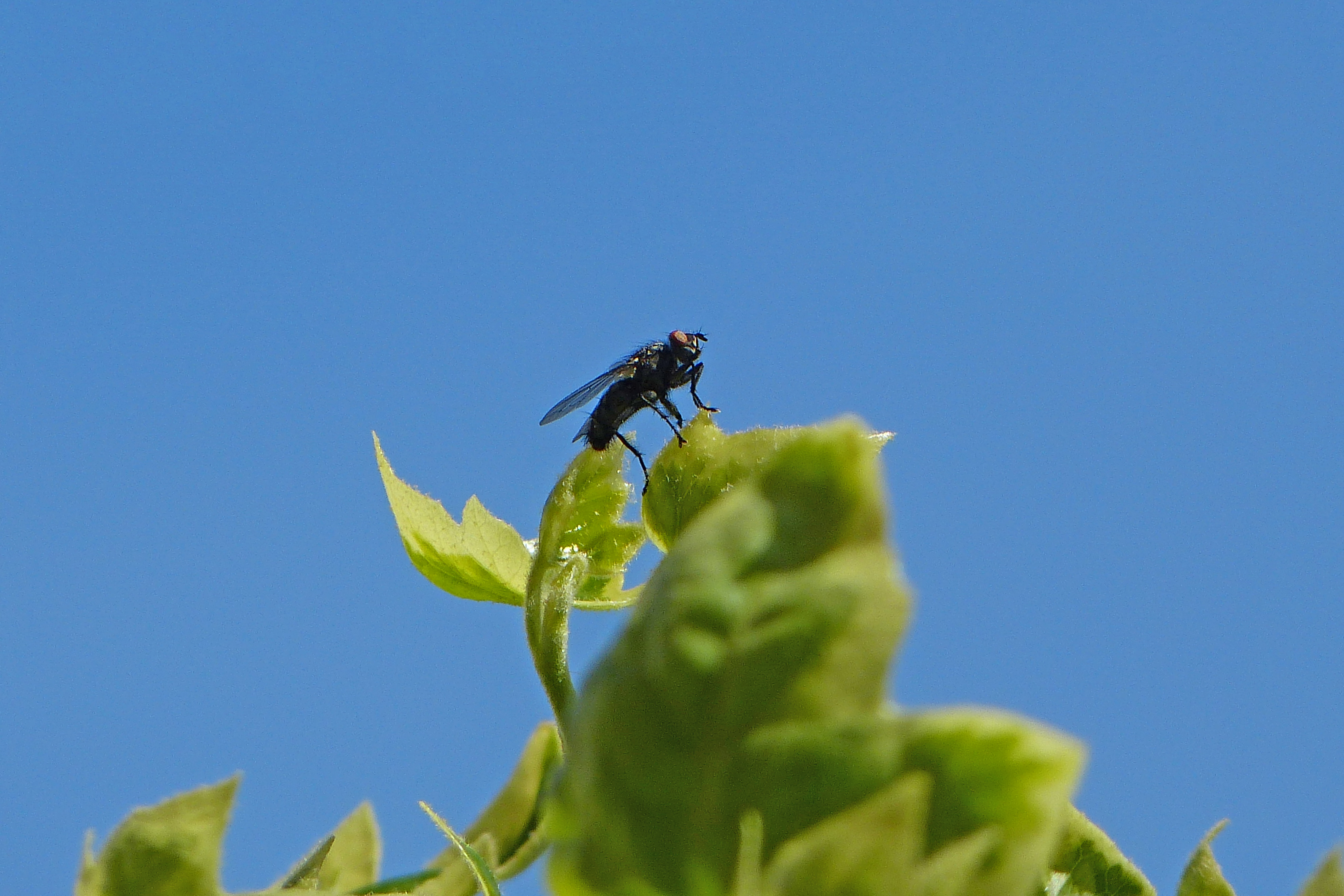 Fly on blue sky