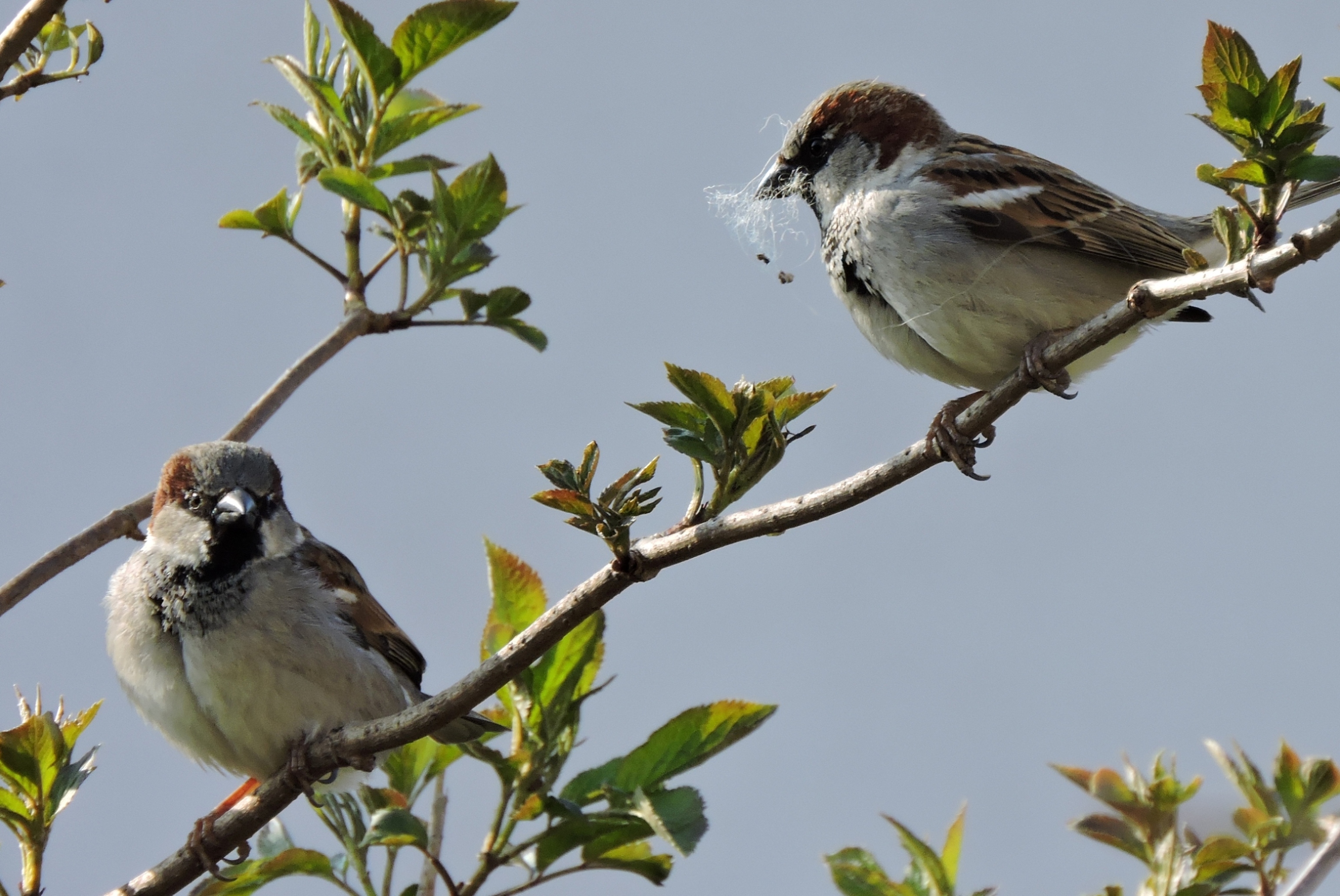 Zeg..zijn jullie al aan het bouwen?