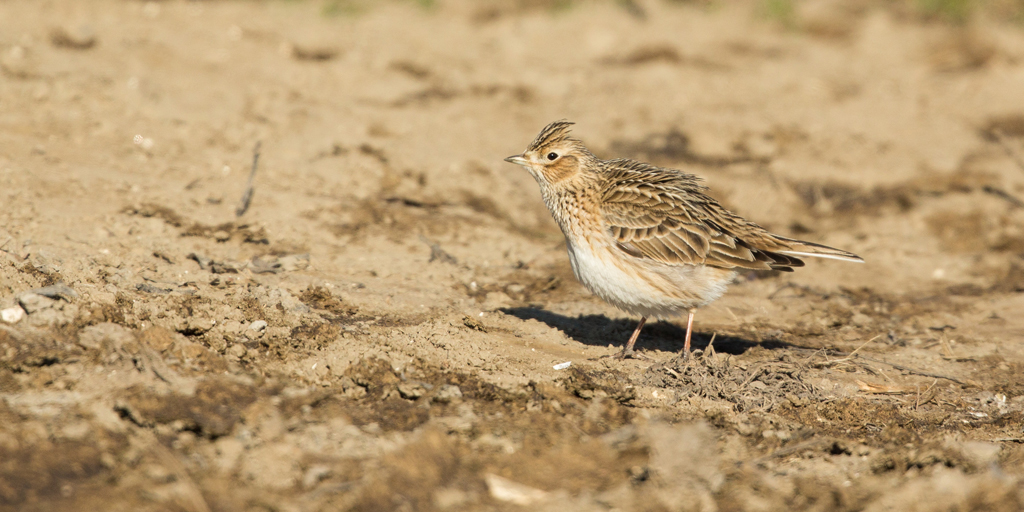 een "zand"leeuwerik