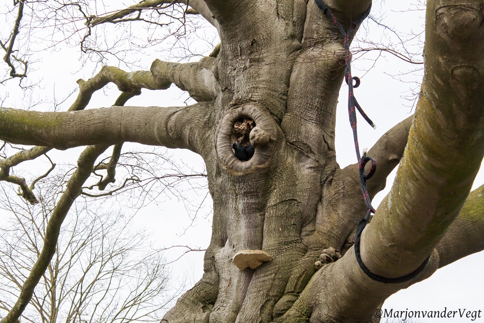 Kauwtjes op de uitkijk