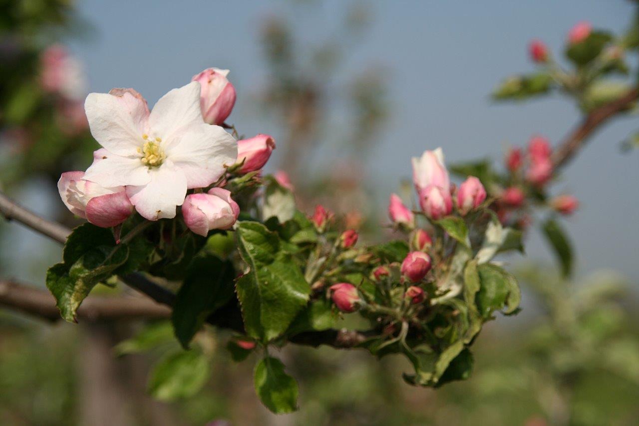 Appelbloesem