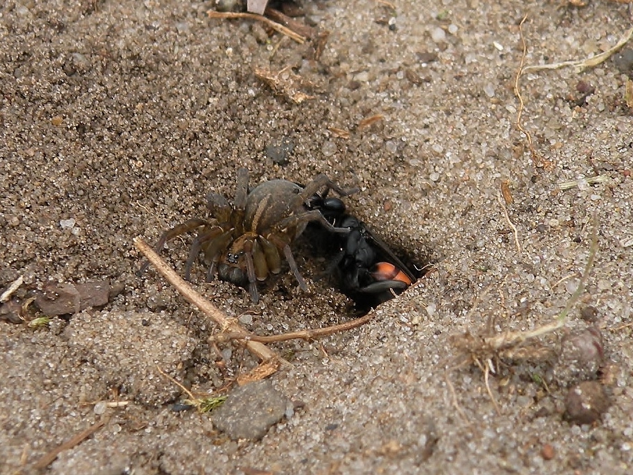 Spin word gevangen door???