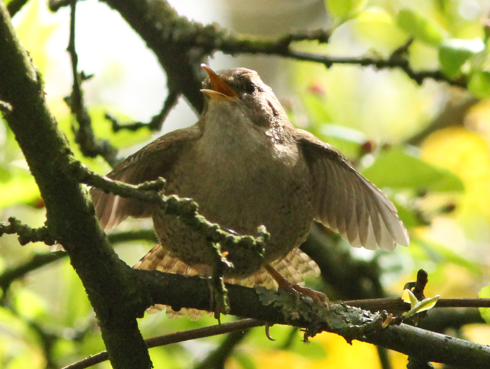 Vrolijke winterkoning