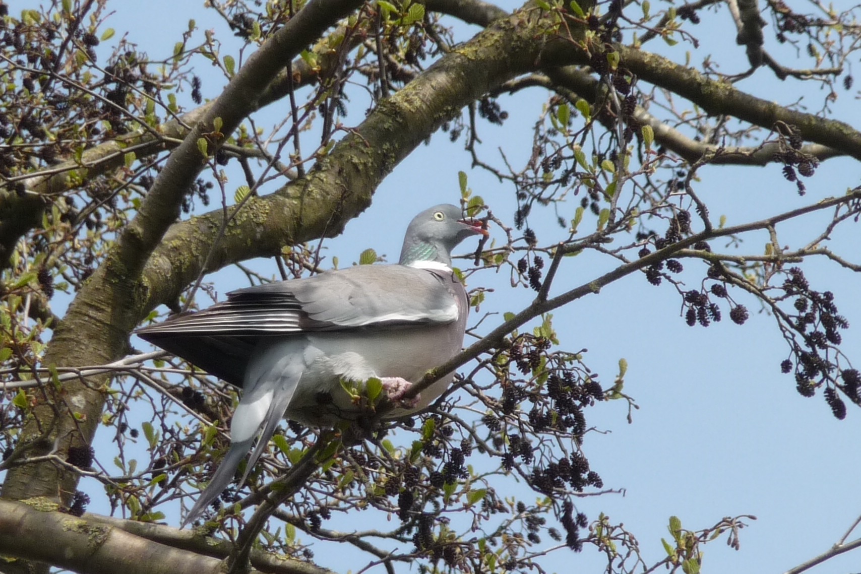 Takjes voor een nest