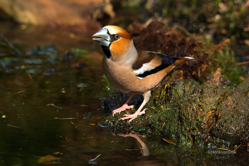 Appelvink.