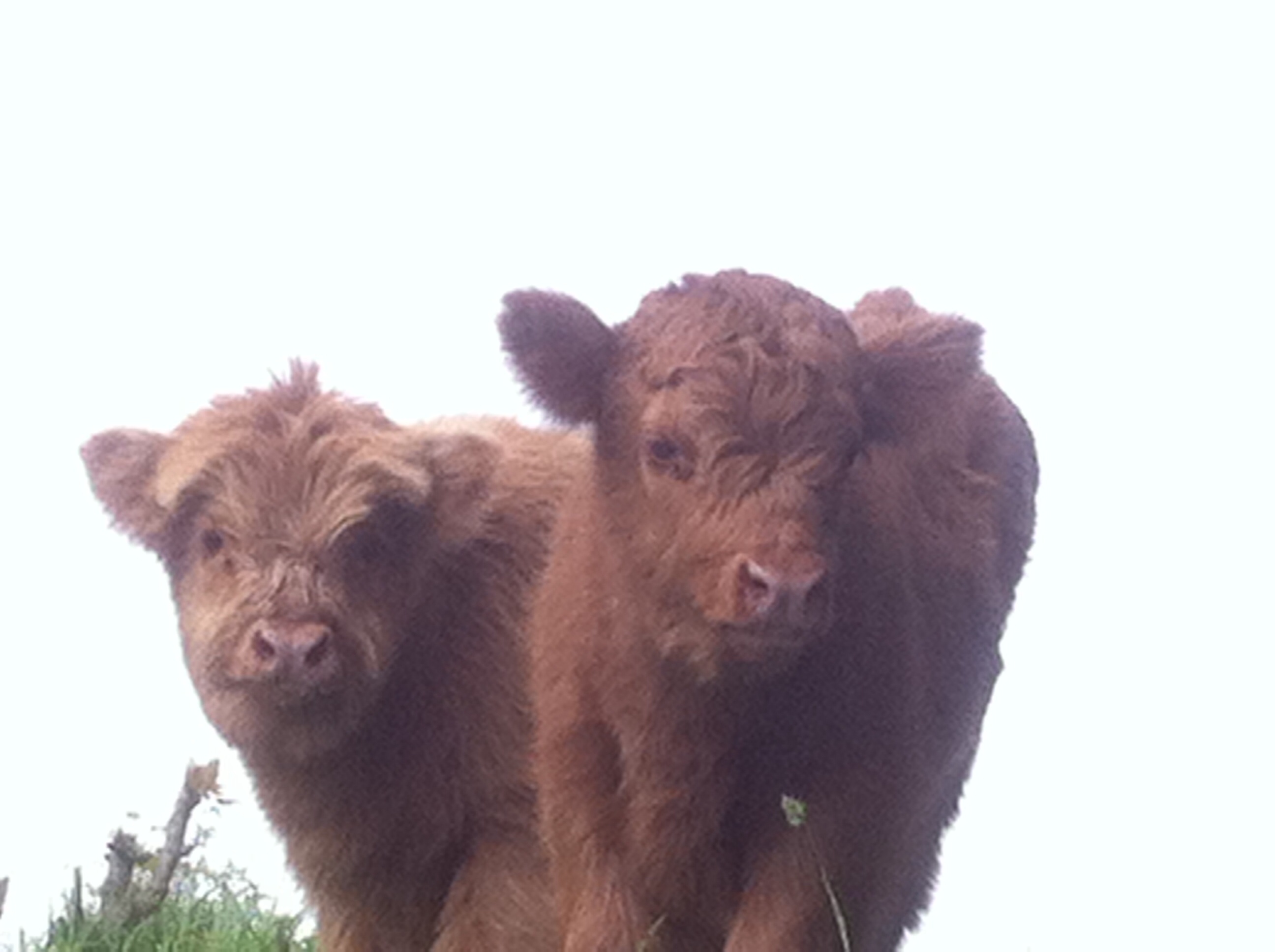 Schotse hooglanders