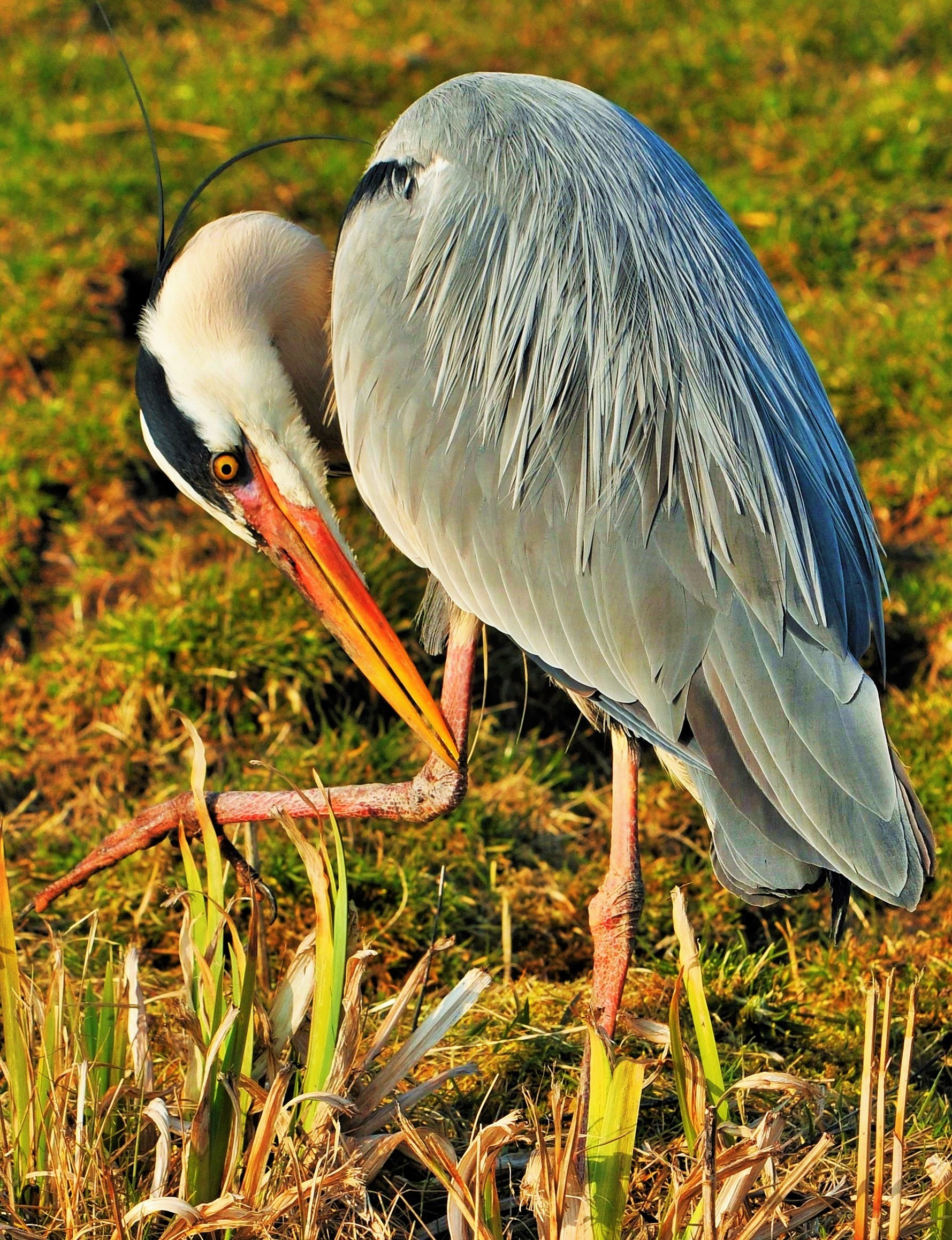 Blauwe reiger