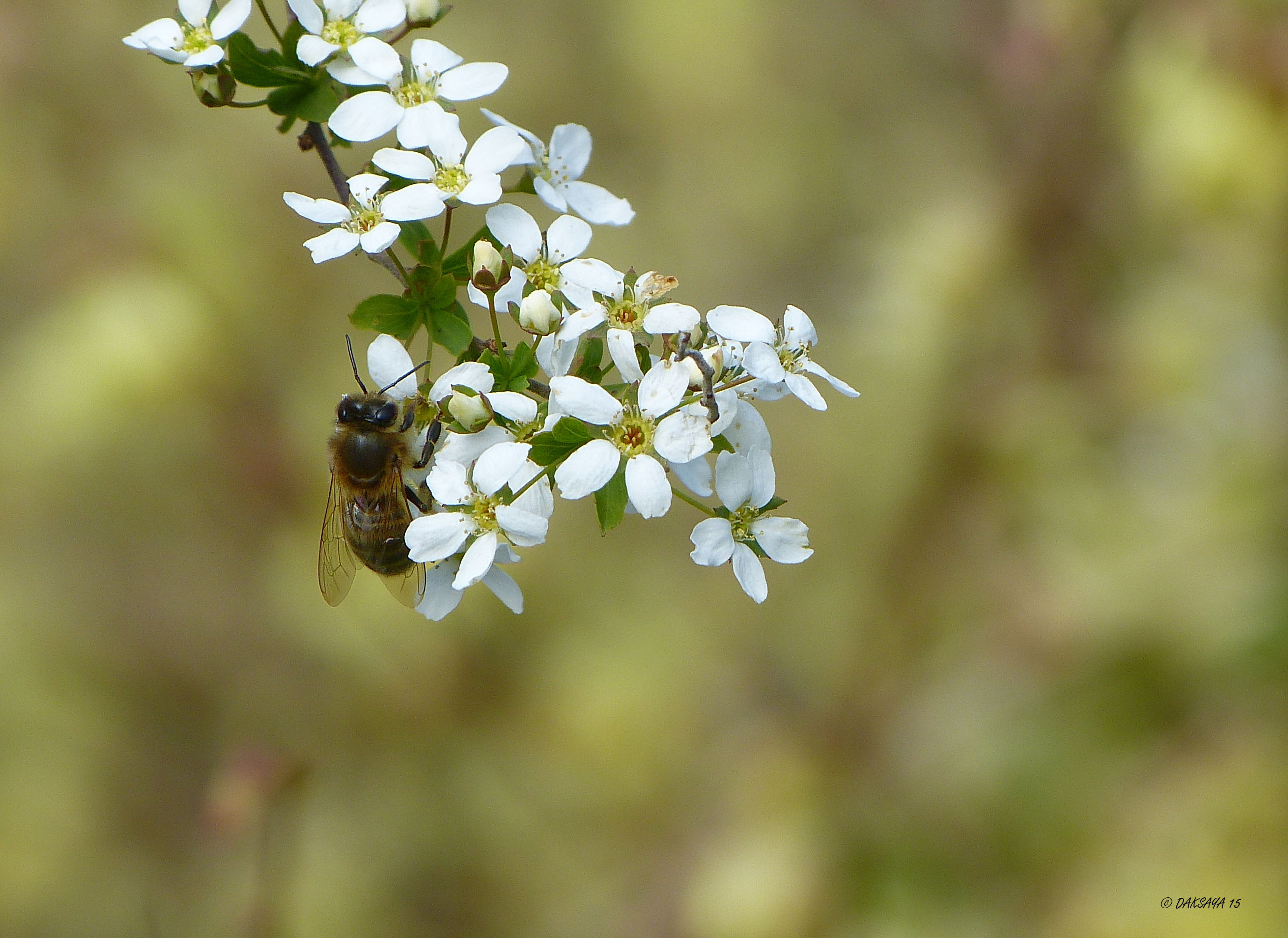Even lente